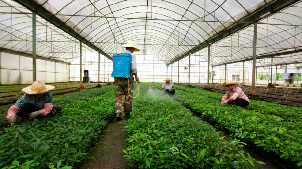 永安林業鄉土珍貴樹種良種和耐寒桉樹良種獲得省級財政林木良種專項資金支持