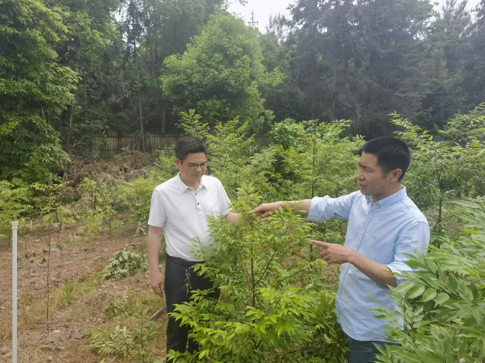 福建省“紅錐良種選育與繁育技術研究”攻關項目研討會在永安林業召開